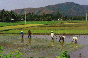  of many rice fields on cykelturen