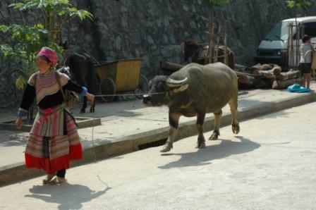 Bac Ha: Flaver Mong