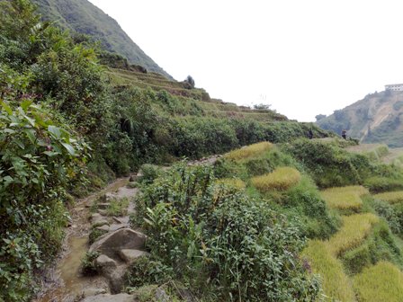 The path through ricefields